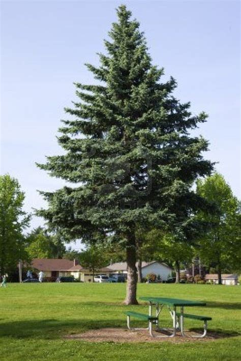 pine tree | Picnic bench, City tree, Pine tree