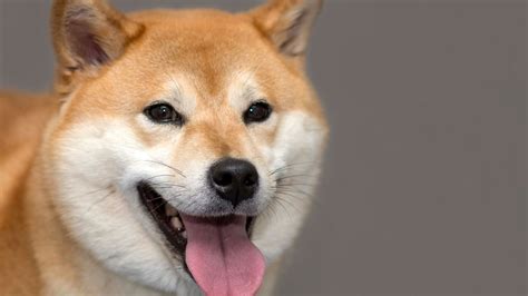 Shiba Inu Guide in Malaysia (Prices, Traits & Where to Buy)