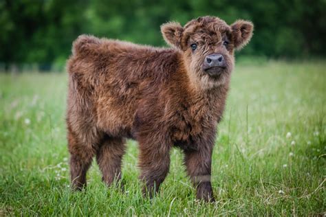 20+ Adorable Photos of Fuzzy Highland Cattle Calves