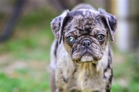 See 10 Rare and Unique Pug Colors - A-Z Animals