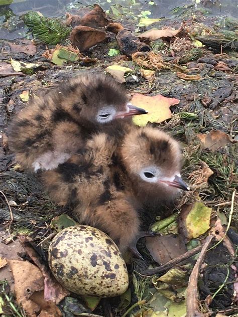 Black Tern Banding Project Updates - Wisconsin Waterfowl Association