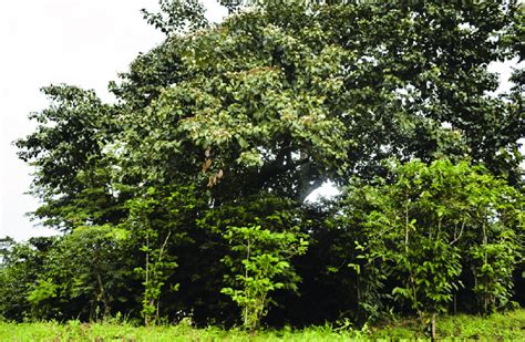 Cordia africana with coffee. A farmer said that the lower branches of... | Download Scientific ...