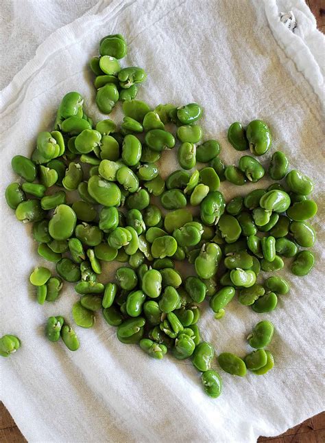 How to Cook Fava Beans - Harvesting and Eating Fava Beans