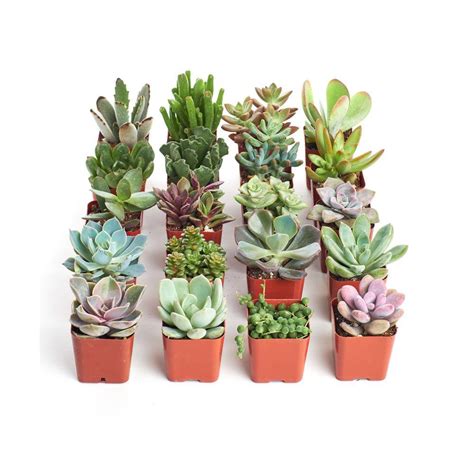 Shop Succulents 2 in. Unique Succulent (Collection of 20) U20 - The ...