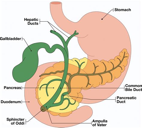 Imaging Features of Benign and Malignant Ampullary and Periampullary ...