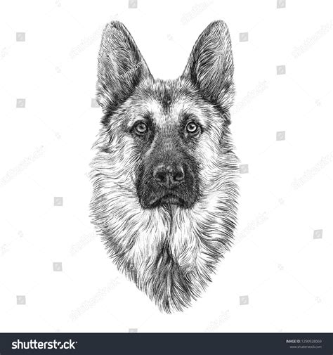 Black White Sketch German Shepherd Dog: ภาพประกอบสต็อก 1290928069 | Shutterstock