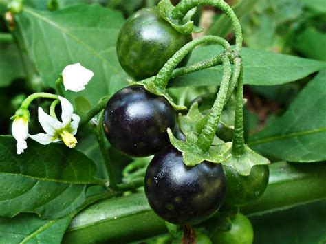 Solanaceae : Solanum ptycanthum - Eastern Black Nightshade berries - a photo on Flickriver