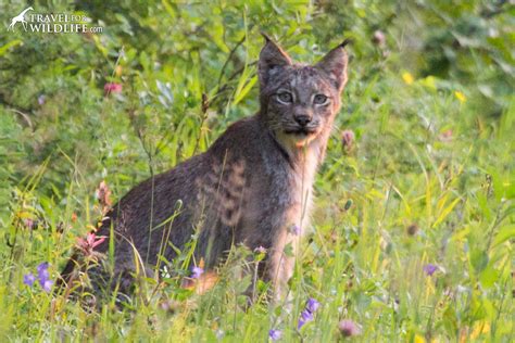 Video: Lynx Hunting Birds in Manitoba | Travel For Wildlife