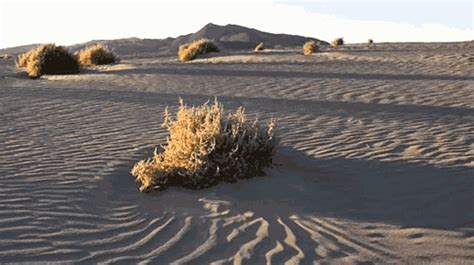 Tumbleweed Barren GIF - Tumbleweed Barren Desert - Discover & Share GIFs