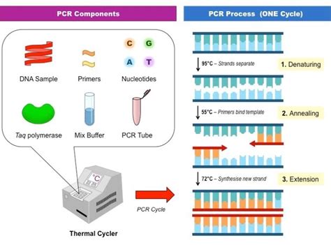 Polymerase Chain Reaction (PCR)- Principle, Steps, Applications