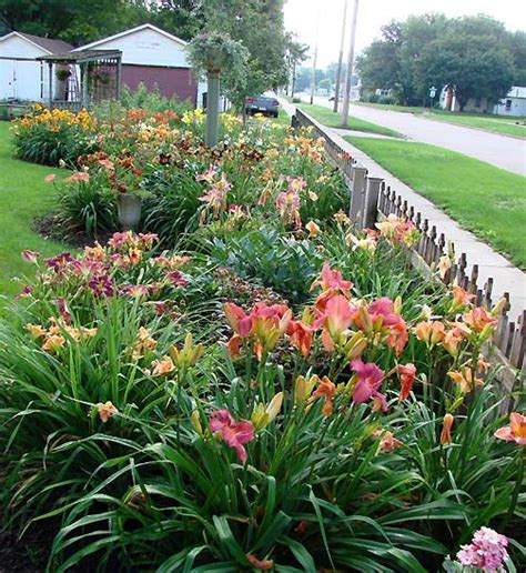 Daylilies | Daylily garden, Day lilies, Daylilies