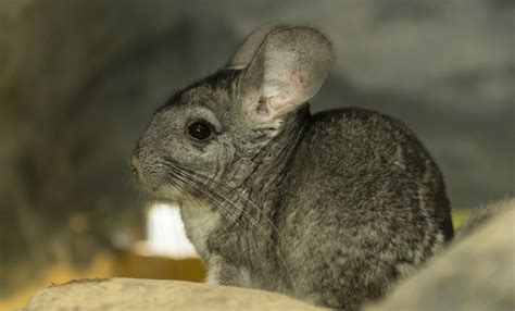 Long-tailed chinchilla | Smithsonian's National Zoo and Conservation ...