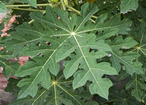 The primary use of papaya leaf in herbal medicine today is as a vermifuge, that is, to remove ...