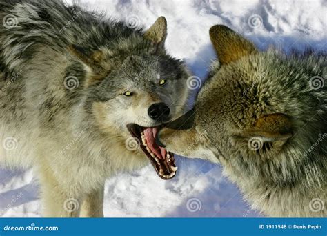 Fighting Wolves Royalty Free Stock Photos - Image: 1911548