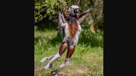 Video of incredibly rare 'dancing' lemurs is Internet’s new love. Seen viral clip yet ...