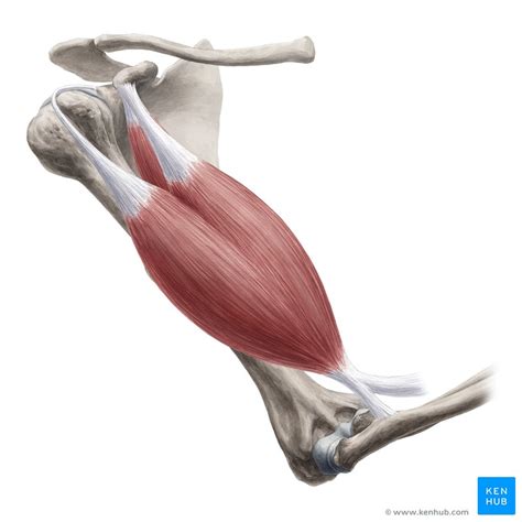 Bicep Muscle Diagram