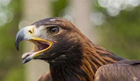 Grouse moor helps golden eagle conservation - Scottish Field