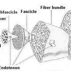 Tendon structure from collagen fibrils to the entire tendon [125]. | Download Scientific Diagram