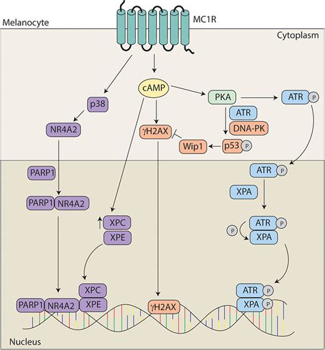 Frontiers | Melanocortin 1 Receptor: Structure, Function, and Regulation | Genetics