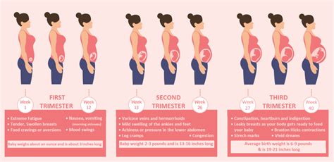 How A Baby (Fetal) Development In First Second & Third Trimester?