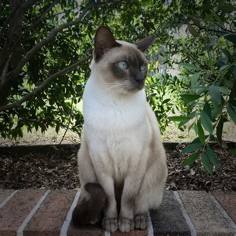 Tonkinese - The Cat Loop