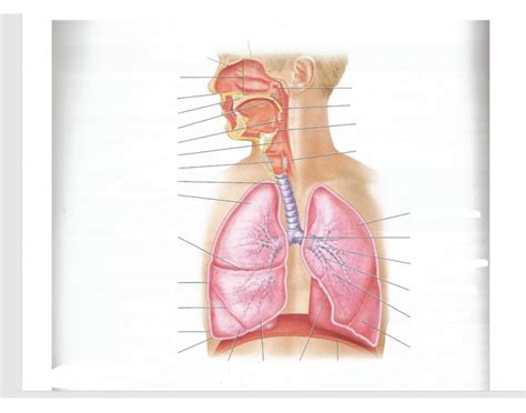 upper body anatomy Quiz