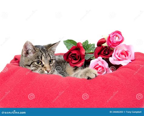 Cute cat and roses stock image. Image of white, resting - 24686283