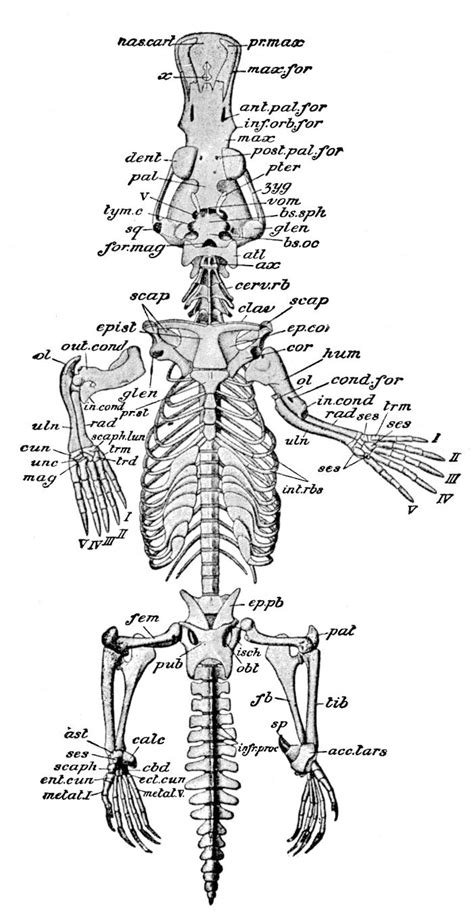 duck-billed platypus (Ornithorhynchus anatinus); Image ONLY