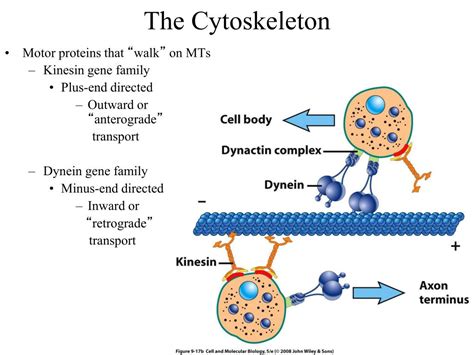 PPT - The Cytoskeleton PowerPoint Presentation, free download - ID:3340914