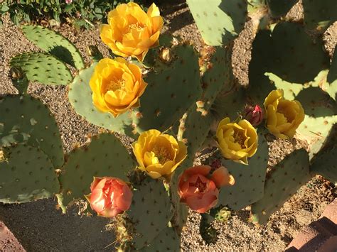 Pin by Andrea Alvord on My pictures of Mojave Desert Flowers | Desert ...