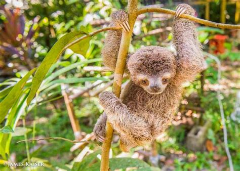 Baby Sloth, Costa Rica • James Kaiser