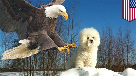 Eagle snatches dog: 8-pound pup snatched by hungry eagle in Pennsylvania - TomoNews - YouTube