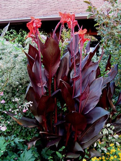 Cannas: Plant Care and Collection of Varieties - Garden.org