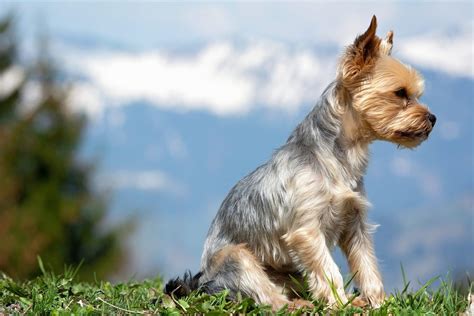 Top 5 Yorkie Haircuts | The Dog People by Rover.com