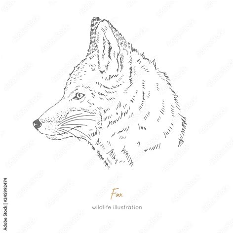 Vector side view portrait illustration of fox forest animal Hand drawn ink realistic animal ...