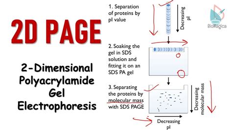 1D SDS-PAGE, IEF Service Creative Proteomics, 51% OFF