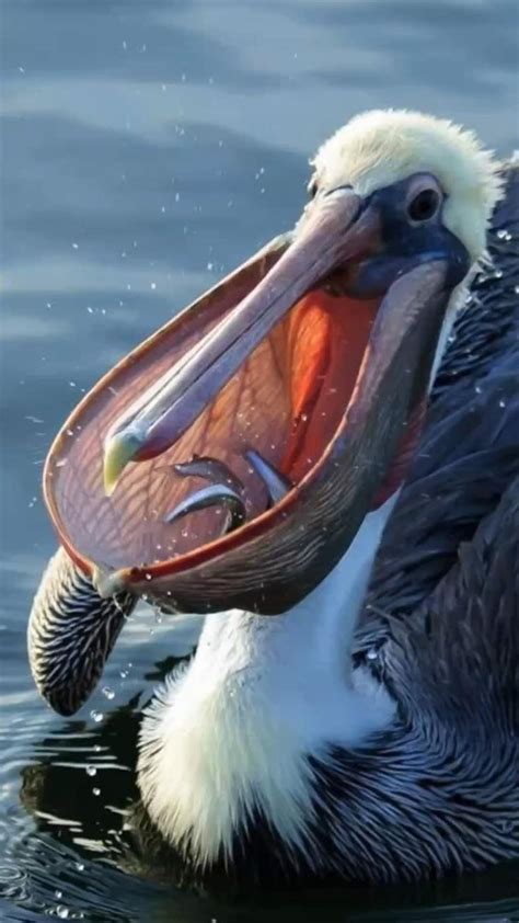 Different Types of Pelicans | Beautiful birds, Nature birds, Animals ...