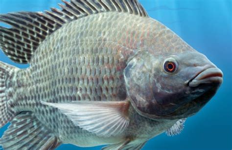 The Tilapia Fish: Characteristics, Habitat and More!