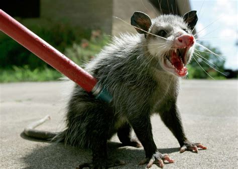 are opossums immune to rabies - Panel Utility