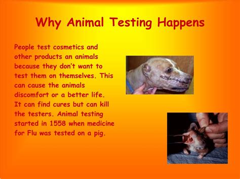 PPT - Animal Testing PowerPoint Presentation, free download - ID:4597865