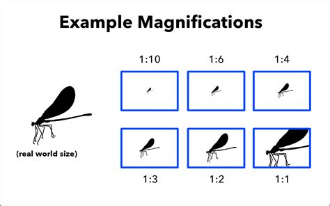 What Is Magnification in Photography?
