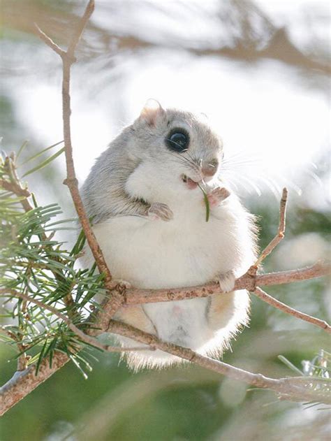 Meet This Adorable Japanese And Siberian Flying Squirrels | Cutest Animal On Earth | Reckon Talk