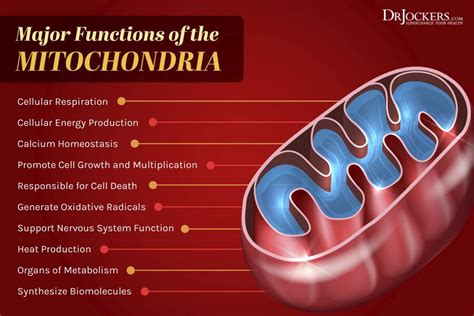 How Sugar Feeds Cancer Growth | Mitochondrial health, Cellular energy ...