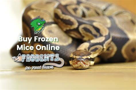 Buy Frozen Mice Online | Strictly Reptiles | Wholesale Frozen Rodents