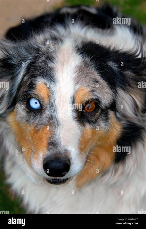 Blue Eyed White Australian Shepherd