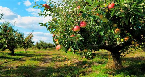 The 10 Best Apple Orchards in Ellijay, Georgia