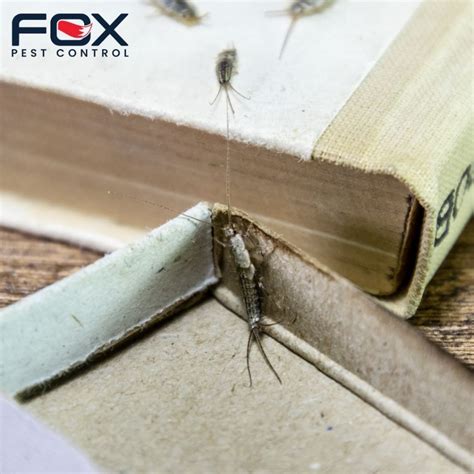 Top-Rated Silverfish Exterminators Near You in Rochester, NY – Get Your ...