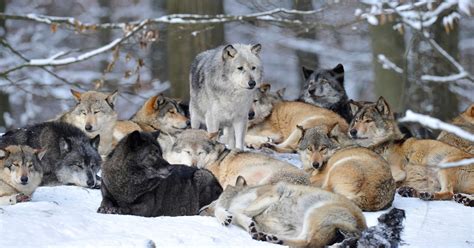 Facebook post about wolves makes howling errors – Full Fact