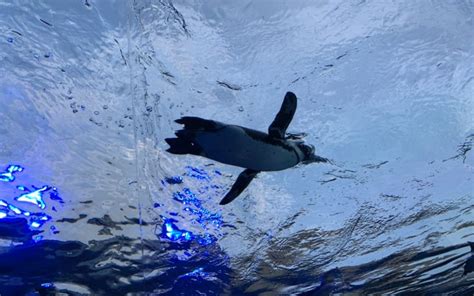 Sunshine Aquarium | Tokyo Trip Guide