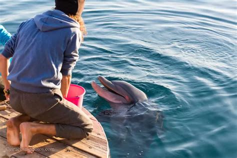 Dolphin Reef, Eilat - Visitors Guide with Vital Tips